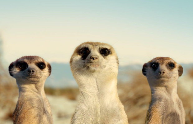 Toyota SA's Latest GR Spot Is a Meerkat-Themed 'Nod' to Rally Driving