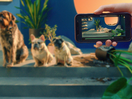 Smart Home Brand Imagines What Home Could Be in Campaign from FCB/Six