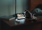 Adorable Sugar Glider Does Some DIY in Optus Australia's Christmas 2021 Ad