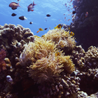 Warner Bros. Film Sheds Light on Changing Climate's Impact on Coral Reefs