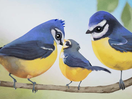 Aardman and Catsnake Capture the Beauty of Birds in Film for RSPB Legacy