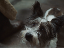Patient Dog Waits for an Eternity in CESAR's Adorable Campaign 
