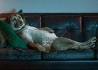Experience Sound Like the Experts with VIZIO's TV Loving Dog Spots