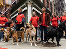 Droga5 New York Takes Dogs on a ‘Scent-Sory’ Experience for Petco’s Reddy