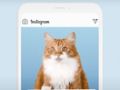 These Instagram Cats Raise Awareness on Online Child Sexual Abuse 