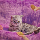 Whiskas Goes Inside the Mind of a Fussy Cat to Showcase the New Range