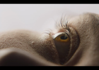 "Eyelash" Trailer