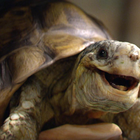 Gary the Tortoise Joyously Jumps into Spring For Homebase Campaign 