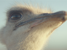 Samsung’s Ostrich: How The Most Awarded Character in Advertising Changed Samsung’s Fortunes