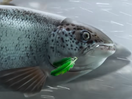 An Inspired Fish Goes Online in Fiverr’s Playful Film 