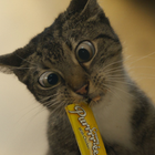 Cats Lose Their Cool in Excitement for Temptations Cat Food Launch