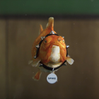 A Rebellious Goldfish Can't Learn New Tricks in Current Account Switch Spot