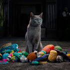Cats Reject Toys and Gifts in the Pursuit of SHEBA Delights