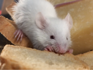 Tomcat Pardons Single Solitary Mouse Named Julius Cheeser in Spirit of the Season
