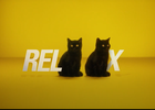 Sit Back and RelAAx, AA Ireland's Cute Kittens Have Got Your Back 