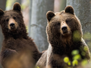 NGO Agent Green Campaigns for the Right of Bears to Be Paid for Their Image