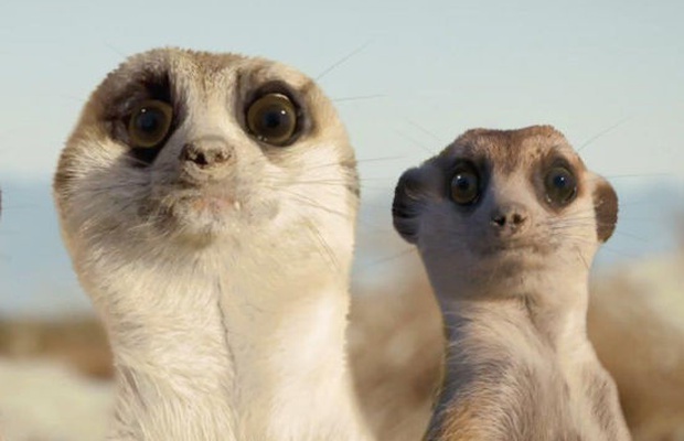 A Family of Meerkats Stars in Toyota's Cheeky Dakar Rally Ad