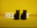 Sit Back and RelAAx, AA Ireland's Cute Kittens Have Got Your Back 