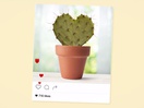 NetFlorist Replaces Flowers with Cacti in Drought-Busting New Campaign