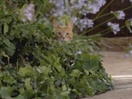 Tabby Cat Wets its Whiskers for Adventure in New Toyota SA Spot