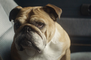 Telepathic Dog Stars in Bulldog Skincare Campaign