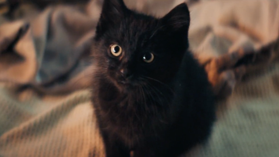 Misunderstood Kitten Brings Unexpected Luck in Moving Dutch State Lottery Spot 