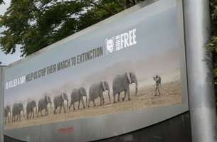 WCRS and Born Free Highlights African Elephant Crises with Striking Campaign 
