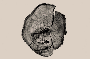 Animal Drawings Are Embossed in Tree Trunks in These Deforestation Awareness Prints