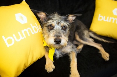 Bumble and Sydney Dogs and Cats Home Unite to Create 'Doggy Dates' via J. Walter Thompson