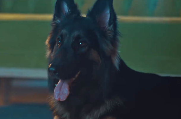 Heartbreaking Film for Animal Rescue League Shows How Much Dogs Love Their Owners