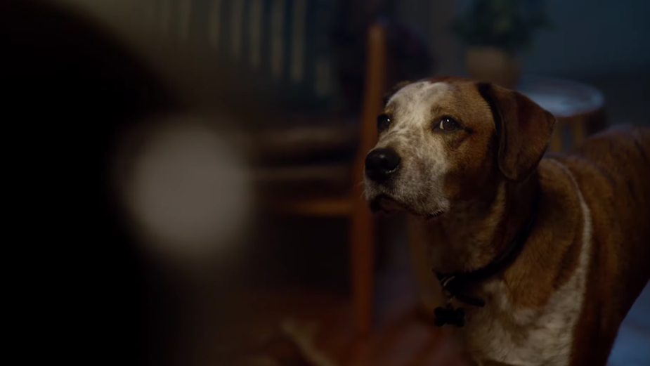A Dog Finds Joy in Microsoft-Packed Dream in the Brand's Joyous Christmas Ad