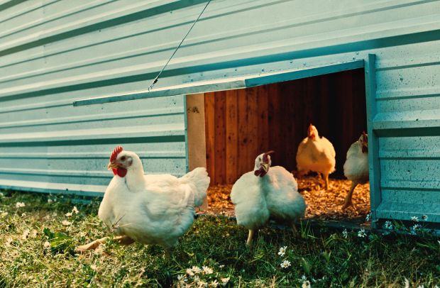 It ‘Feels Good to Be Free Range’ for the Chickens in This Foster Farms Campaign