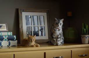 BuzzFeed’s First Ever Super Bowl Ad Is Full of Cats and Totally Funny 