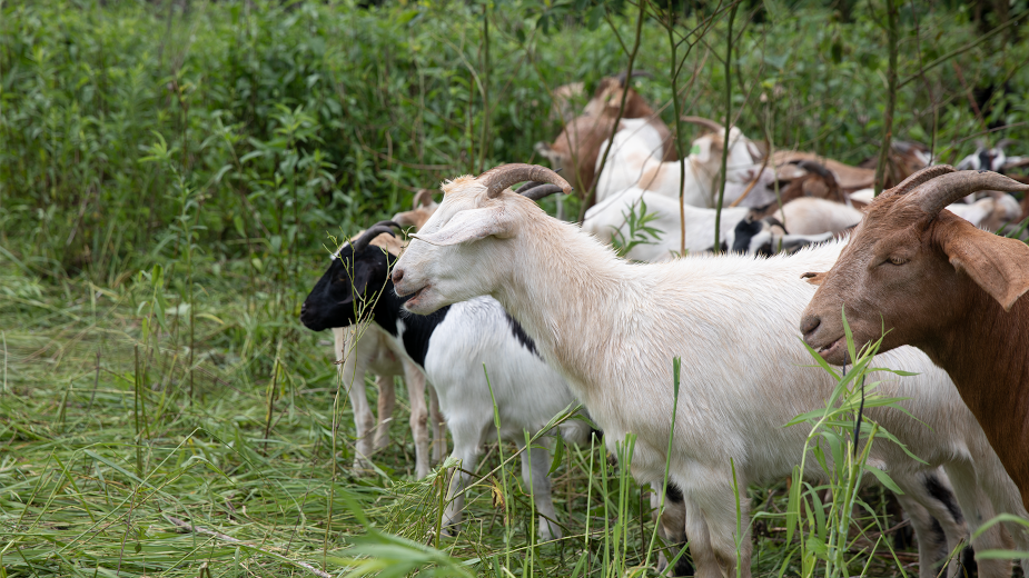 The ComEd Goats Are Back and Bring More Reliable Power Than Ever 