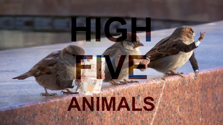 high five animal