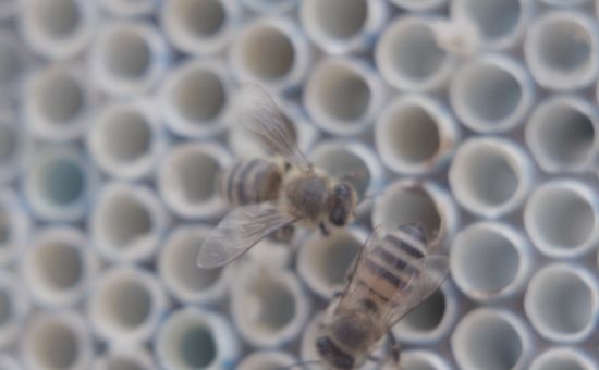 Could Recycled Straws Protect Endangered Bees?