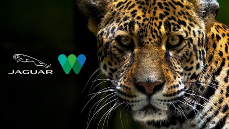 Jaguar NA and Wildlife Conservation Society Raise Awareness of Big Cat for International Jaguar Day