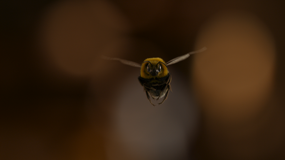 Framestore Crafts Photorealistic Bee for Man Vs Bee Starring Rowan Atkinson  