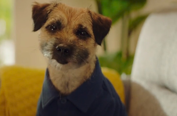 Meet Mulligan, The First New Feisty (and Furry) Face of AA Ireland