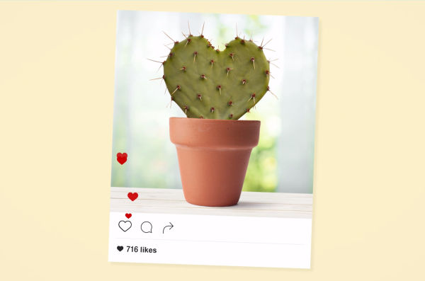 NetFlorist Replaces Flowers with Cacti in Drought-Busting New Campaign
