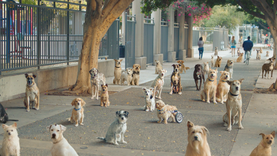 Nutrish's 'Feed Yours' Campaign Supports an Epic Army of Rescue Dogs