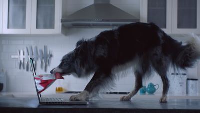 Pet Circle Encourages Aussie Pet Owners to 'Nourish Them' in New Spot