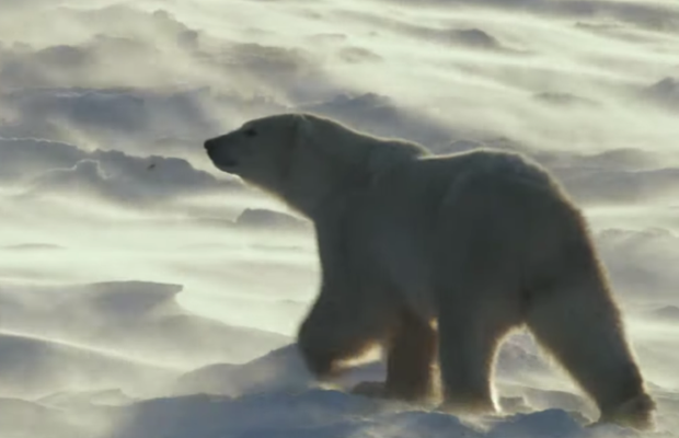 Canada Goose Documentary Shows Devastating Impact of Climate Change on Polar Bears