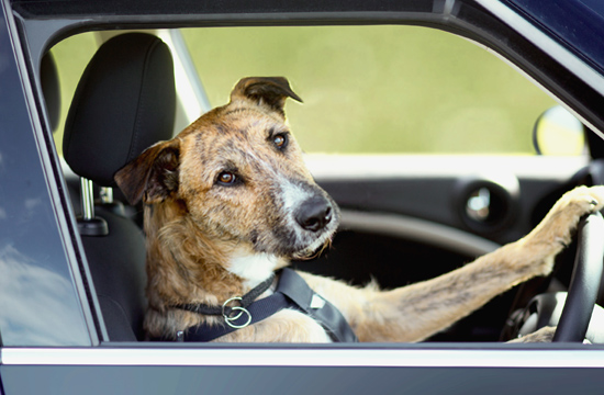 DraftFCB's Driving Dogs Dominate 