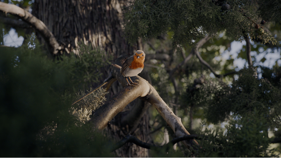MPC's Playful Robin Takes Us on a Journey with a JEEP in Premier Ad
