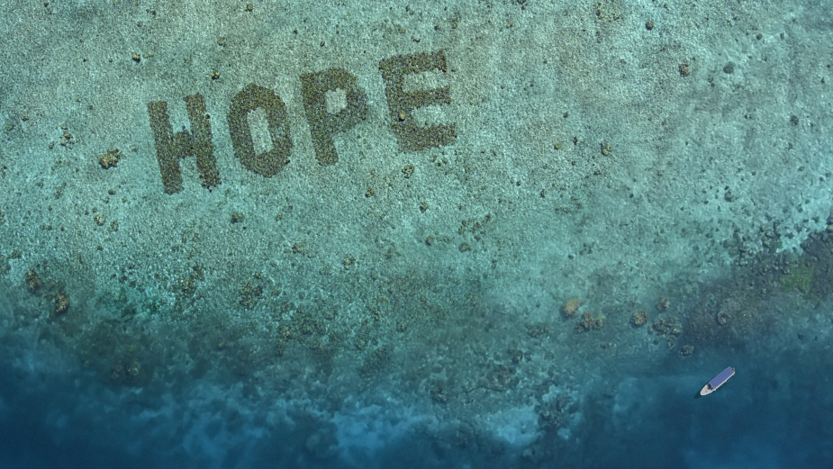 Hope Grows: A Year After Launch Sheba’s Hope Reef is Flourishing