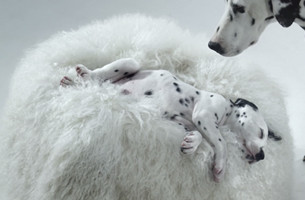 This Skin Cancer Awareness Film Features The Spottiest of Us All. Dalmatians! 