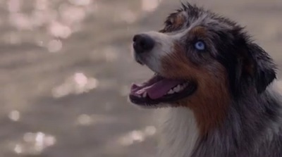Pedigree shows how dogs can reduce stress as hearts align in new initiative via Clems Melbourne