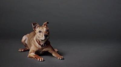 The Lost Dogs' Home Explores the Difference Love Makes in New Campaign