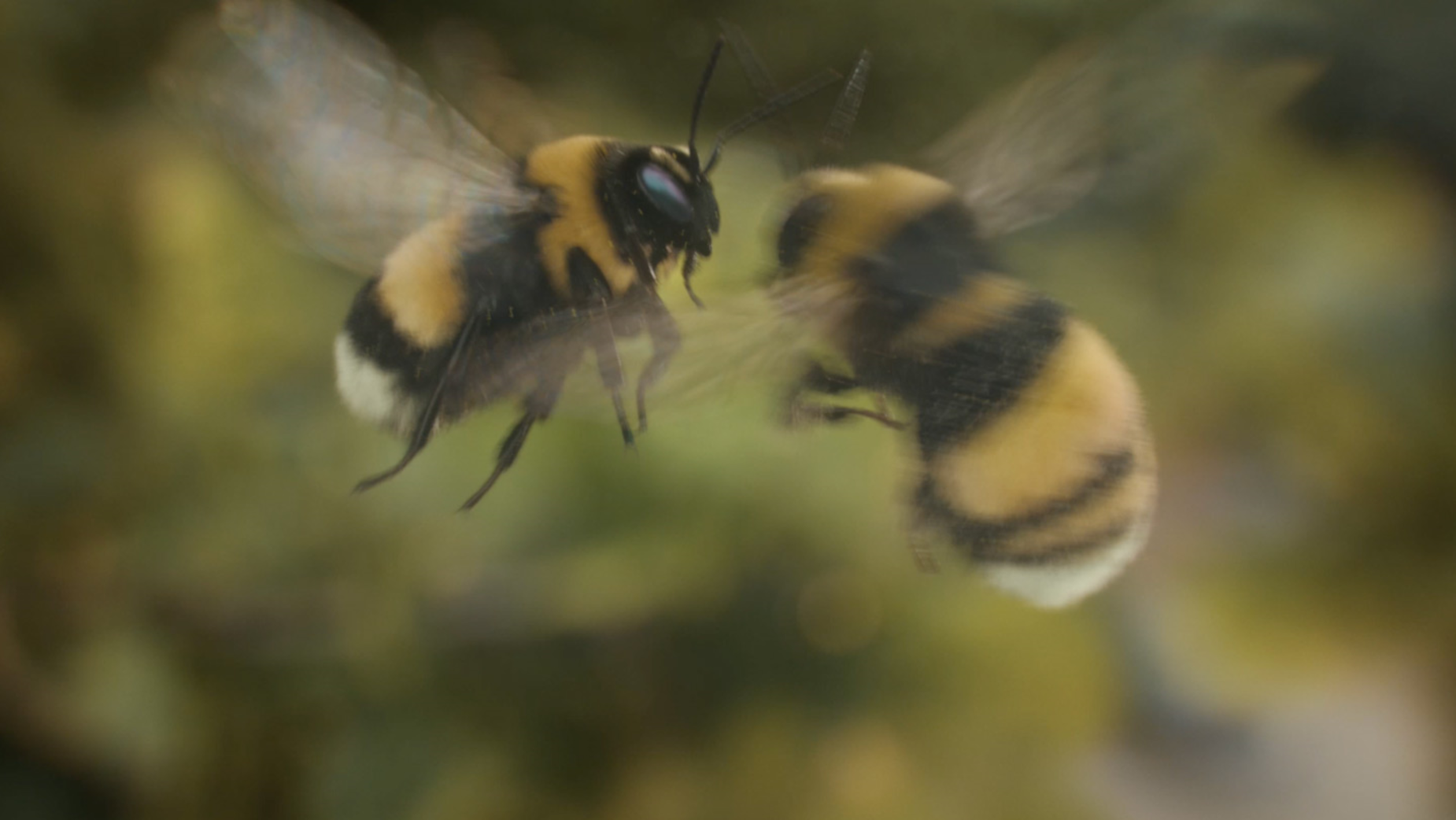 Love Struck Bumblebees Cause a Buzz for Skoda Kodiaq SUV
